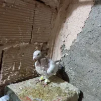 کله هما و جوجه هفت رنگ