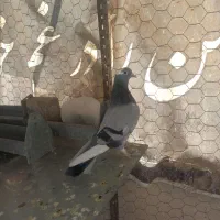 کفتر|پرنده|تهران, سلیمانی|دیوار