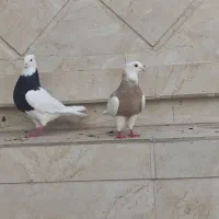 کبوتر طوقی سیاه