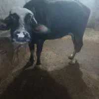 گاومیش نوبار|حیوانات مزرعه|قصابه, |دیوار