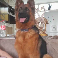 واگذاری سگ ژرمن شولاین|سگ|تربت‌حیدریه, باغ سلطانی|دیوار