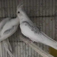 عروس هلندی دوکت البینو