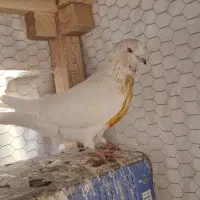 کفتر کله پرش سنگین