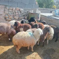 بره سالم ۵تا ماده ۵تانر|حیوانات مزرعه|بیلوار, |دیوار