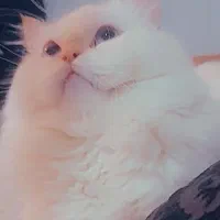 جفت گیری