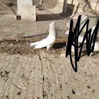 کله الماسی نر عروسک معامله با پشتدار ماده