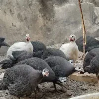 مرغ شاخ دار