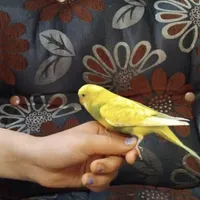 مرغ عشق سخنگو هلندی اسپانگل|پرنده|شهریار, |دیوار