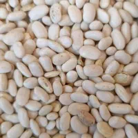 لوبیا سفید قرمز چیتی