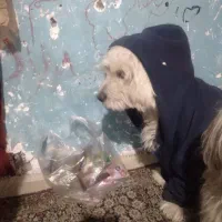 گمشده مژدگانی ۵ ملیون|سگ|کرمان, |دیوار