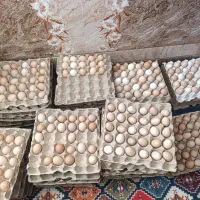 تخم|حیوانات مزرعه|خاش, |دیوار