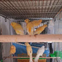 قناری نر و ماده تازه بالغ