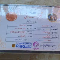 کبوتر مسافتی ماراتونی درجه یک