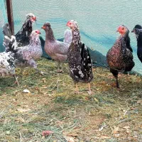 تخم مرغ نطفه دار گلین و طوسی