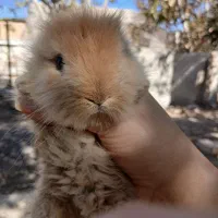 خرگوش ۲ ماهه|موش و خرگوش|فولادشهر, B4|دیوار