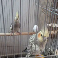 یک جفت عروس هلندی