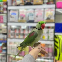 استخدام فروشنده در پت شاپ و پرنده سرا|استخدام بازاریابی و فروش|تهران, دروازه شمیران|دیوار