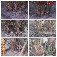 فروش پاجوش نخل ۸ کیلو ب بالا رسیده درجه ۱