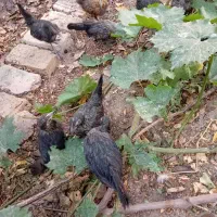 جوجه های چهار ماهی زینتی سیبرات بلک