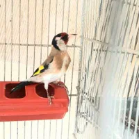 سهره رنگ روشن