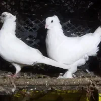 کبوتر