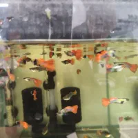 نژاد های مختلف ماهی گوپی|ماهی|دزفول, |دیوار