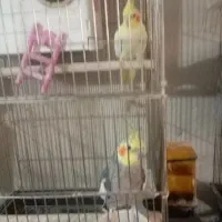 عروس هلندی|پرنده|سمنان, |دیوار