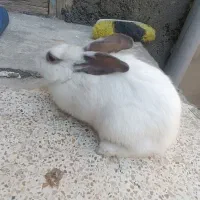 خرگوش لپ ماده