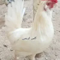 تخم نطفه دار گلین