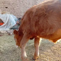 گوساله نر سیمیتال قرمز|حیوانات مزرعه|بناب, |دیوار