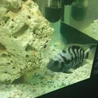 سیچیلاید گورخری و البینو|ماهی|مشهد, نظام دوست|دیوار