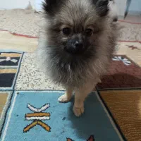 واگزاری سگ پامر خرسی|سگ|شیراز, نصر|دیوار