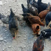 دوعدد مرغ تخم گذارمحلی اصل