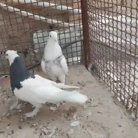 به جفت طوقی