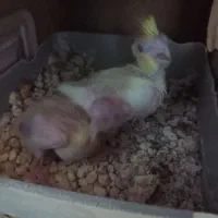 جوجه عروس هلندی لوتینو