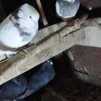 کبوتر|پرنده|خرمشهر, |دیوار