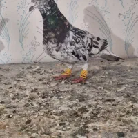 هفرنگ و ساده زرد