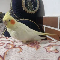 عروس‌هلندی‌ماده