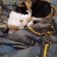 گربه ماده dsh|گربه|مشهد, هنرستان|دیوار