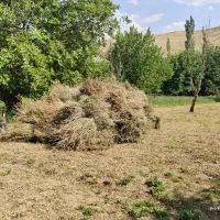 یونجه باغی