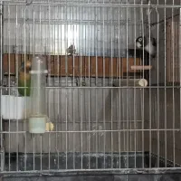 طوطی برزیلی|پرنده|قیدار, |دیوار