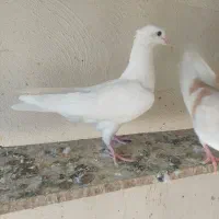 کبوتر|پرنده|بروجرد, |دیوار