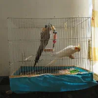 عروس هلندی نروماده،به ضمانت پنج تخم