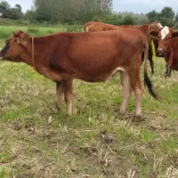گاو لیشه گوساله۳راس