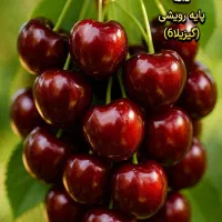 نهال/نگران/بادام/گردو|عمده‌فروشی|خلخال, |دیوار