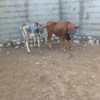 فروش ۳راس گوساله پرواری