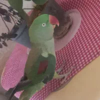 طوطی سخنگو|پرنده|خمینیشهر, |دیوار