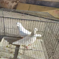 فروش کبوتر