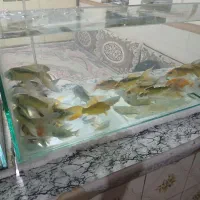 ماهی کوی بهترین کیفیت