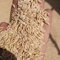 فروش جومحلی دامی وبذری 20تن